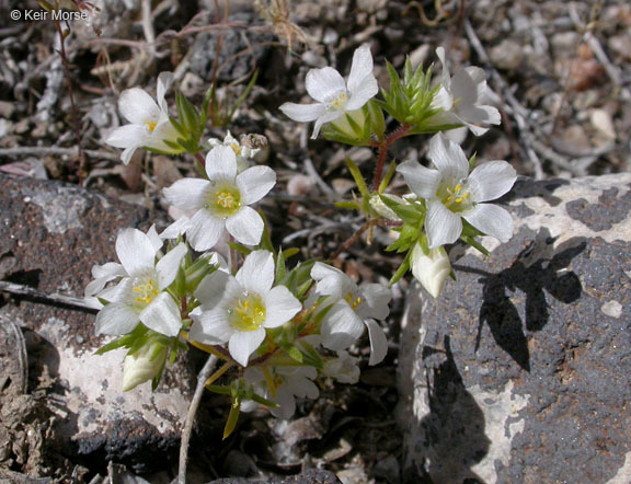 Image de Linanthus demissus (A. Gray) Greene