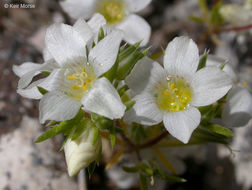 Image de Linanthus demissus (A. Gray) Greene