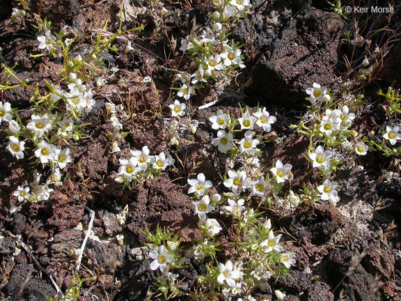 Image de Linanthus demissus (A. Gray) Greene