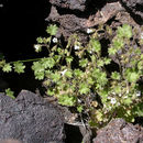Sivun Phacelia rotundifolia Torr. ex S. Wats. kuva