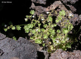 Phacelia rotundifolia Torr. ex S. Wats.的圖片