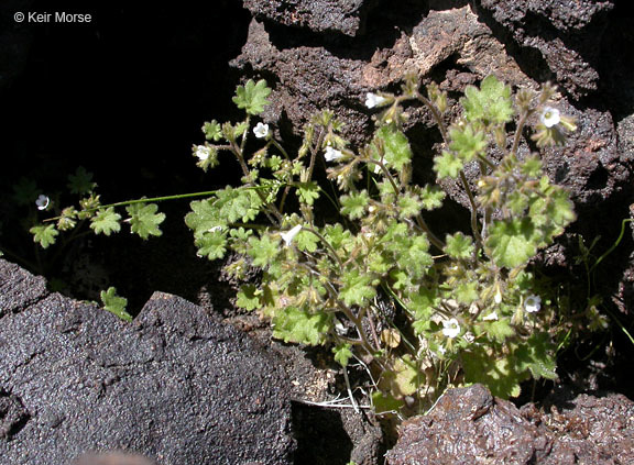 Image of roundleaf phacelia