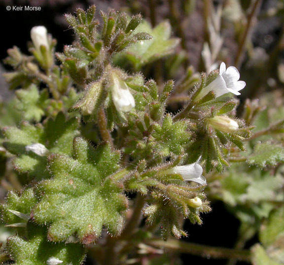 Phacelia rotundifolia Torr. ex S. Wats.的圖片