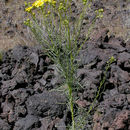 Imagem de Senecio flaccidus var. monoensis (E. Greene) B. L. Turner & T. M. Barkley