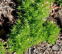 Plancia ëd Galium andrewsii subsp. gatense (Dempster) Dempster & Stebbins