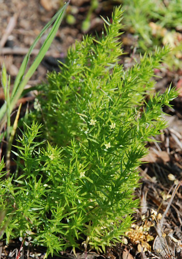 Image of serpentine bedstraw