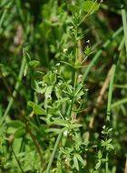 Image of threepetal bedstraw