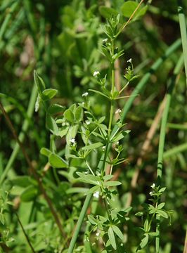 Galium trifidum subsp. columbianum (Rydb.) Hultén resmi