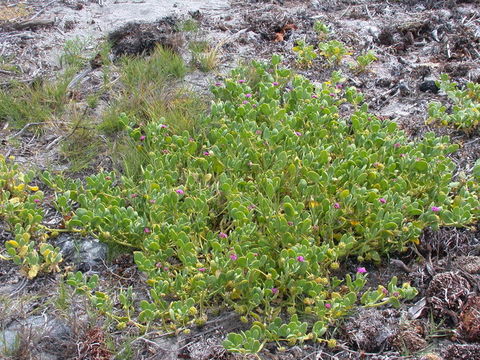 Image of red sand verbena