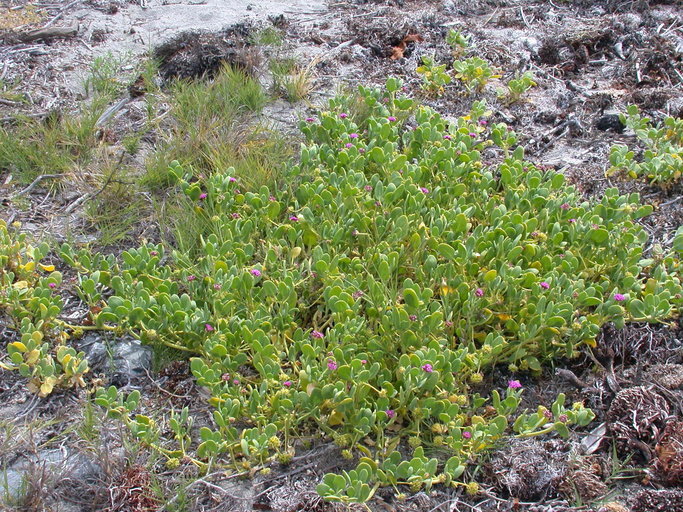 Image of red sand verbena