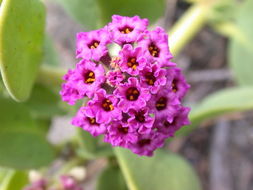 Image of red sand verbena