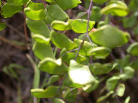 Image of California maidenhair