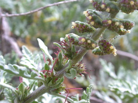 Image of silver bur ragweed