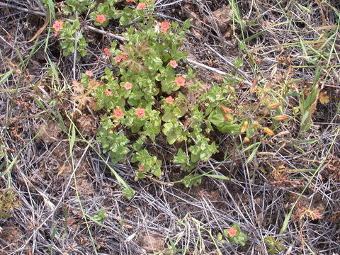 Lysimachia arvensis (L.) U. Manns & Anderb. resmi