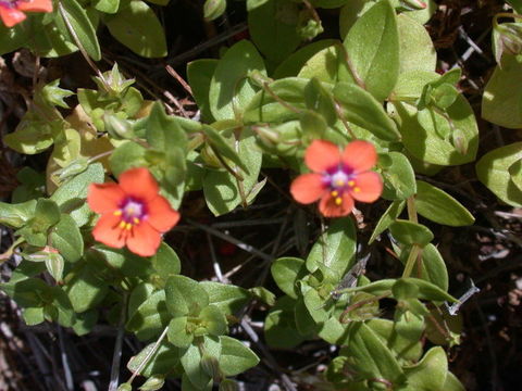 Imagem de Lysimachia arvensis (L.) U. Manns & Anderb.