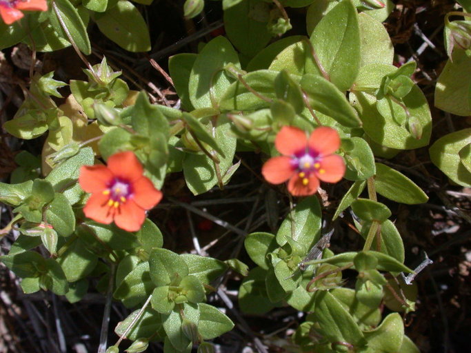 Lysimachia arvensis (L.) U. Manns & Anderb. resmi