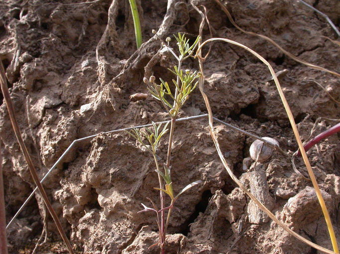 Imagem de Apiastrum angustifolium Nutt.