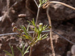 Imagem de Apiastrum angustifolium Nutt.