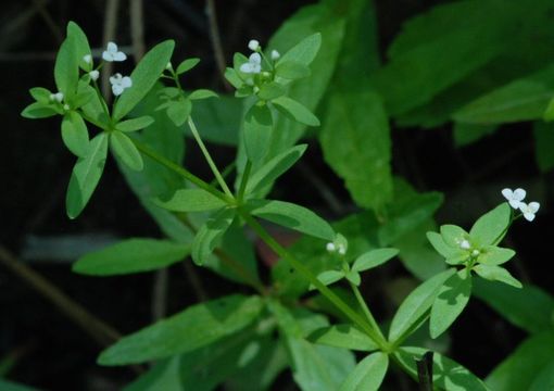 Image of threepetal bedstraw