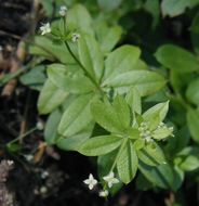 Image of fragrant bedstraw