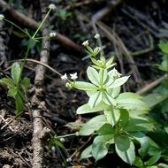 Image of fragrant bedstraw