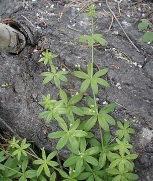 Image of fragrant bedstraw