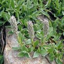 Image of alpine willow