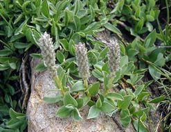 Image of alpine willow