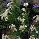 Comandra umbellata subsp. californica (Eastw. ex Rydb.) Piehl resmi