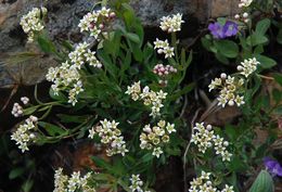 Image de Comandra umbellata subsp. californica (Eastw. ex Rydb.) Piehl