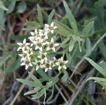 Image de Comandra umbellata subsp. pallida (A. DC.) Piehl