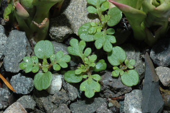 Image of variableleaf collomia