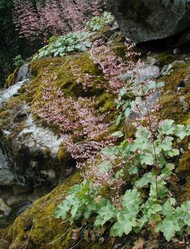 Image of crevice alumroot