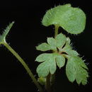 Image de Géranium Herbe à Robert