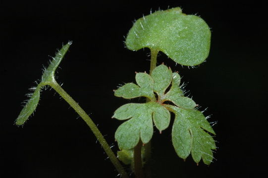 Image de Géranium Herbe à Robert