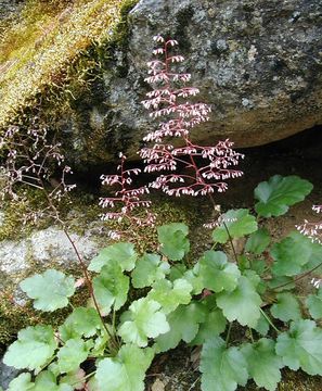 Image of crevice alumroot