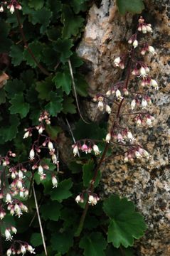 Image of pink alumroot