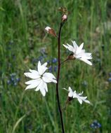 Lithophragma affine A. Gray resmi