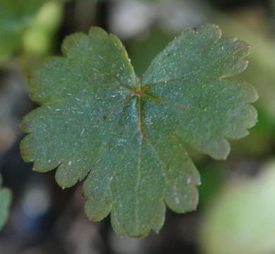 Image of San Francisco woodland-star