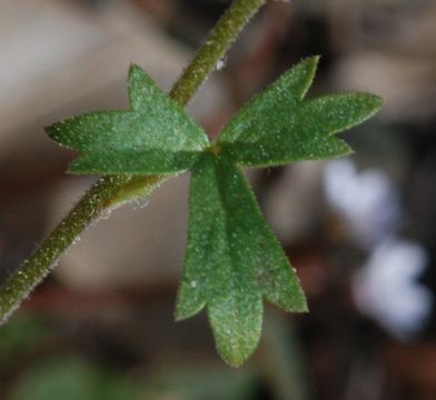 Image of San Francisco woodland-star