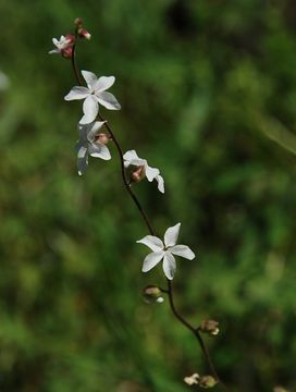 Image of Bolander's woodland-star