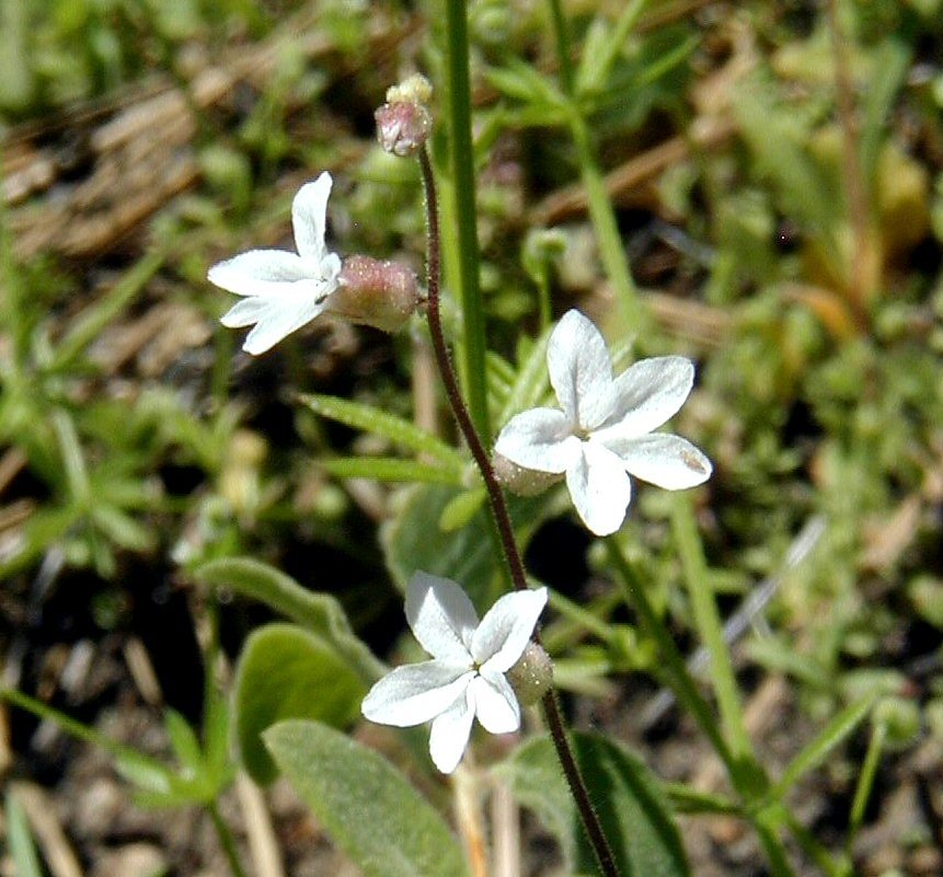 Image of Bolander's woodland-star