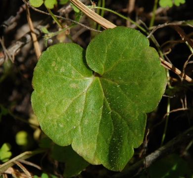 Image of Bolander's woodland-star