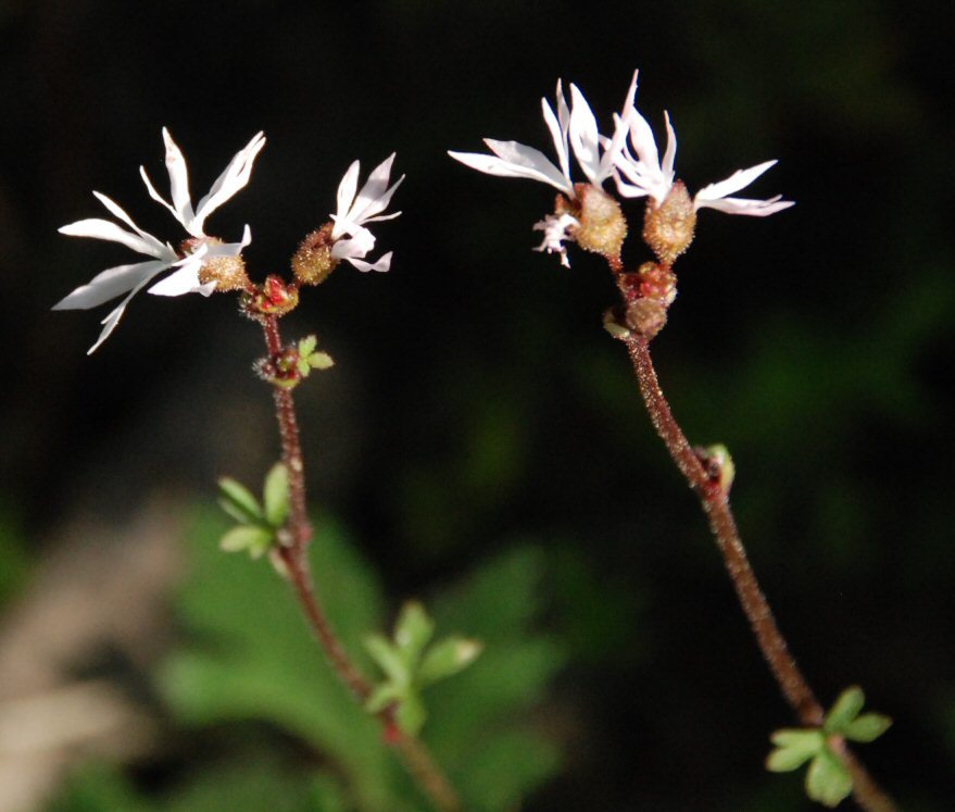 Imagem de Lithophragma glabrum Nutt. ex Torr. & Gray