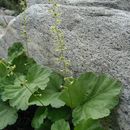 Image of Brewer's miterwort