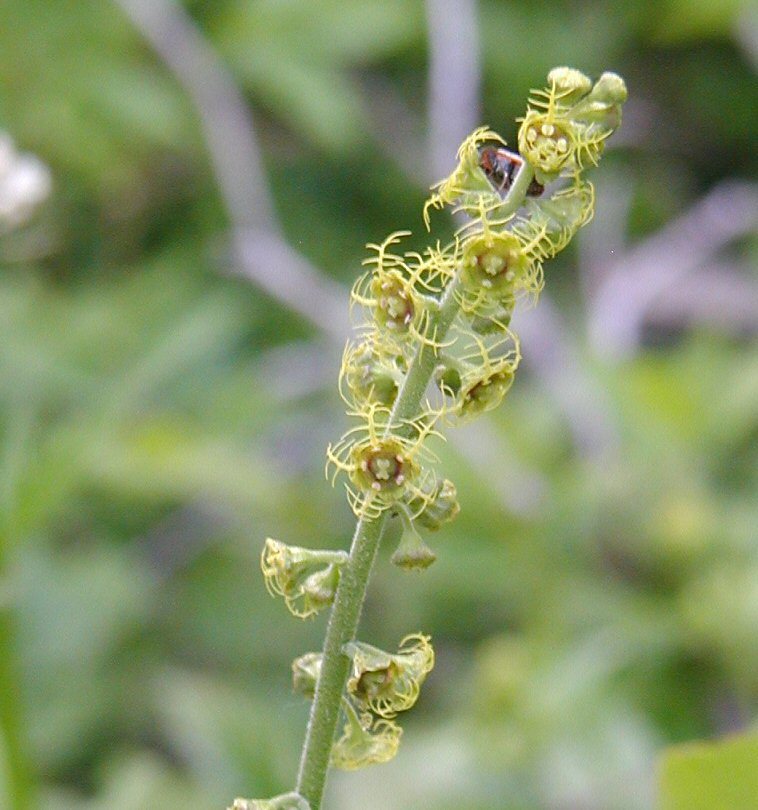 Image of fivestamen miterwort