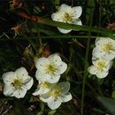 Image of California grass of Parnassus