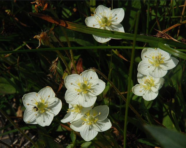 Image of California grass of Parnassus