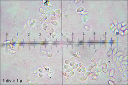 Image de Clitocybe nebularis (Batsch) P. Kumm. 1871