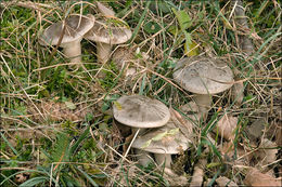 Image de Clitocybe nebularis (Batsch) P. Kumm. 1871